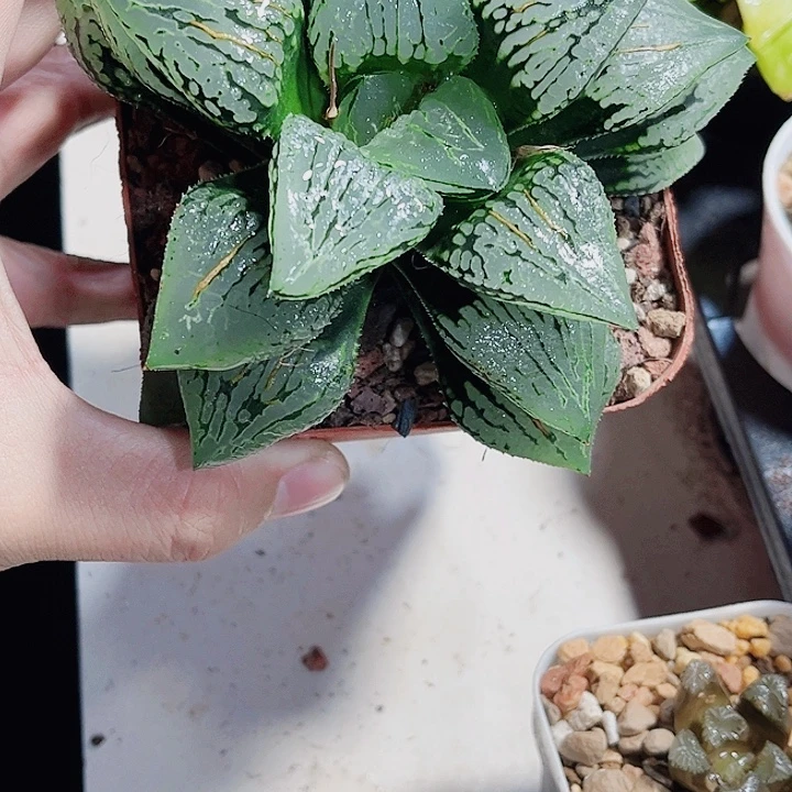 母本马丽丽新手好养的