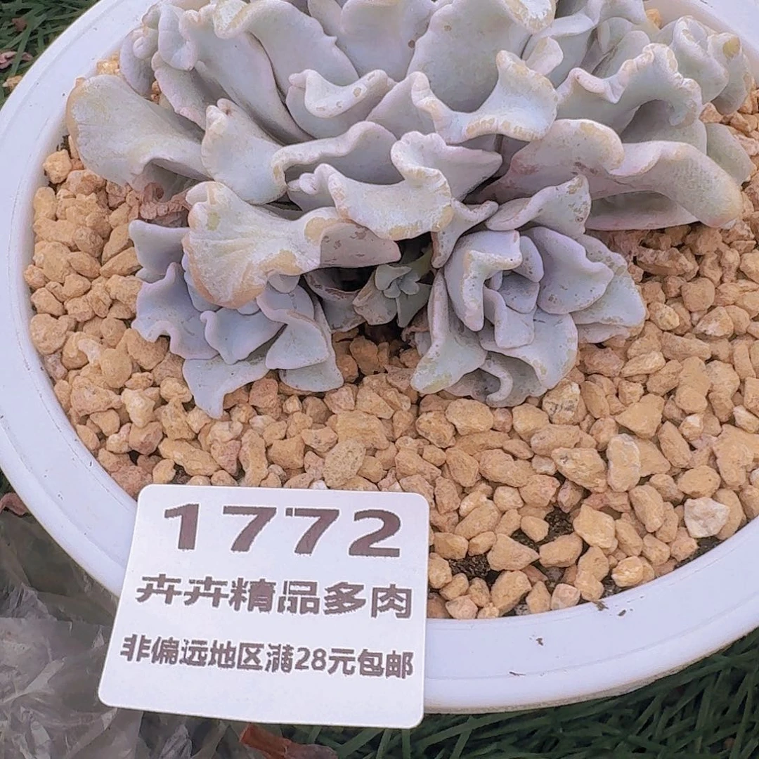 1772 卉卉精品多肉 非偏远地区满28元包邮