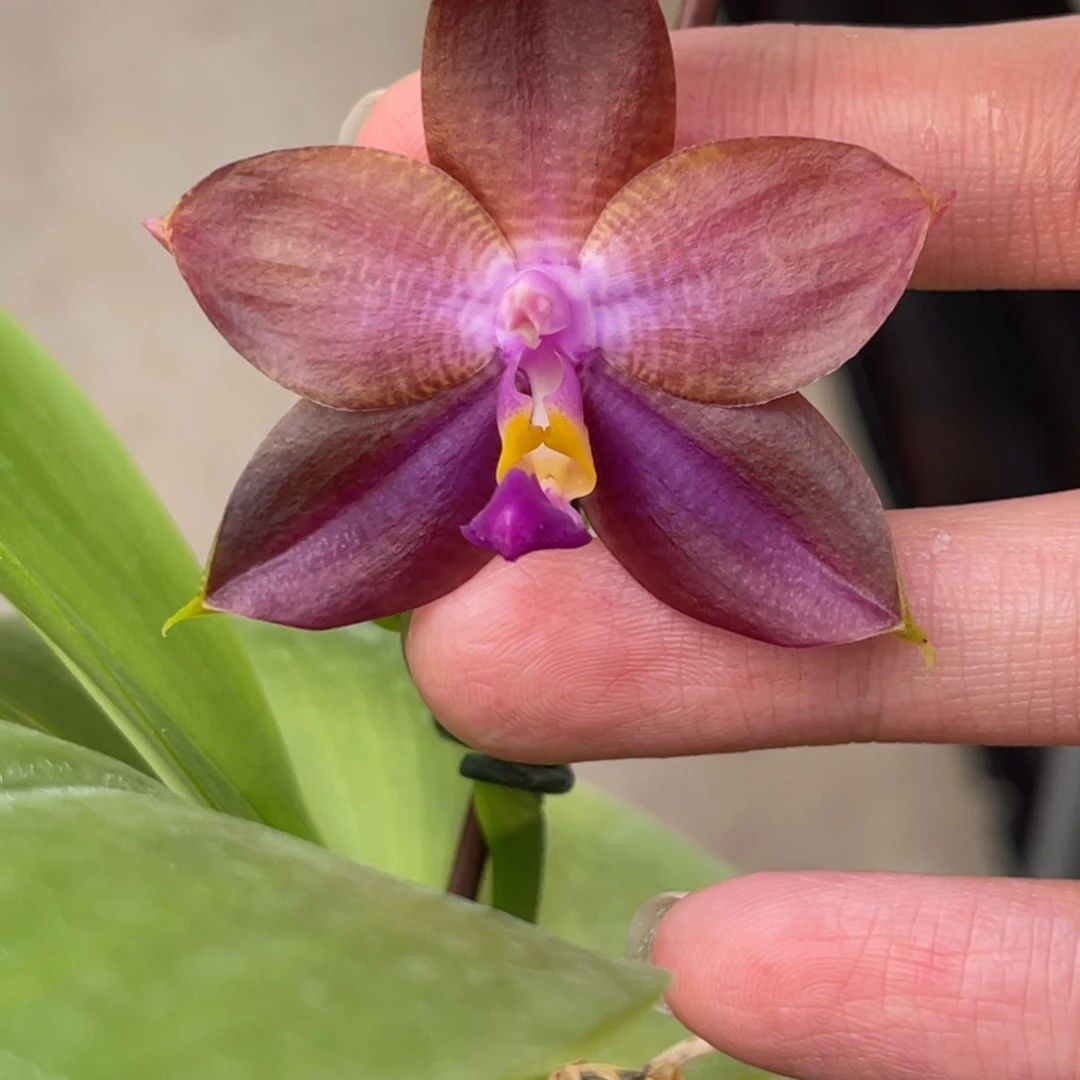 完全开放K22191-881