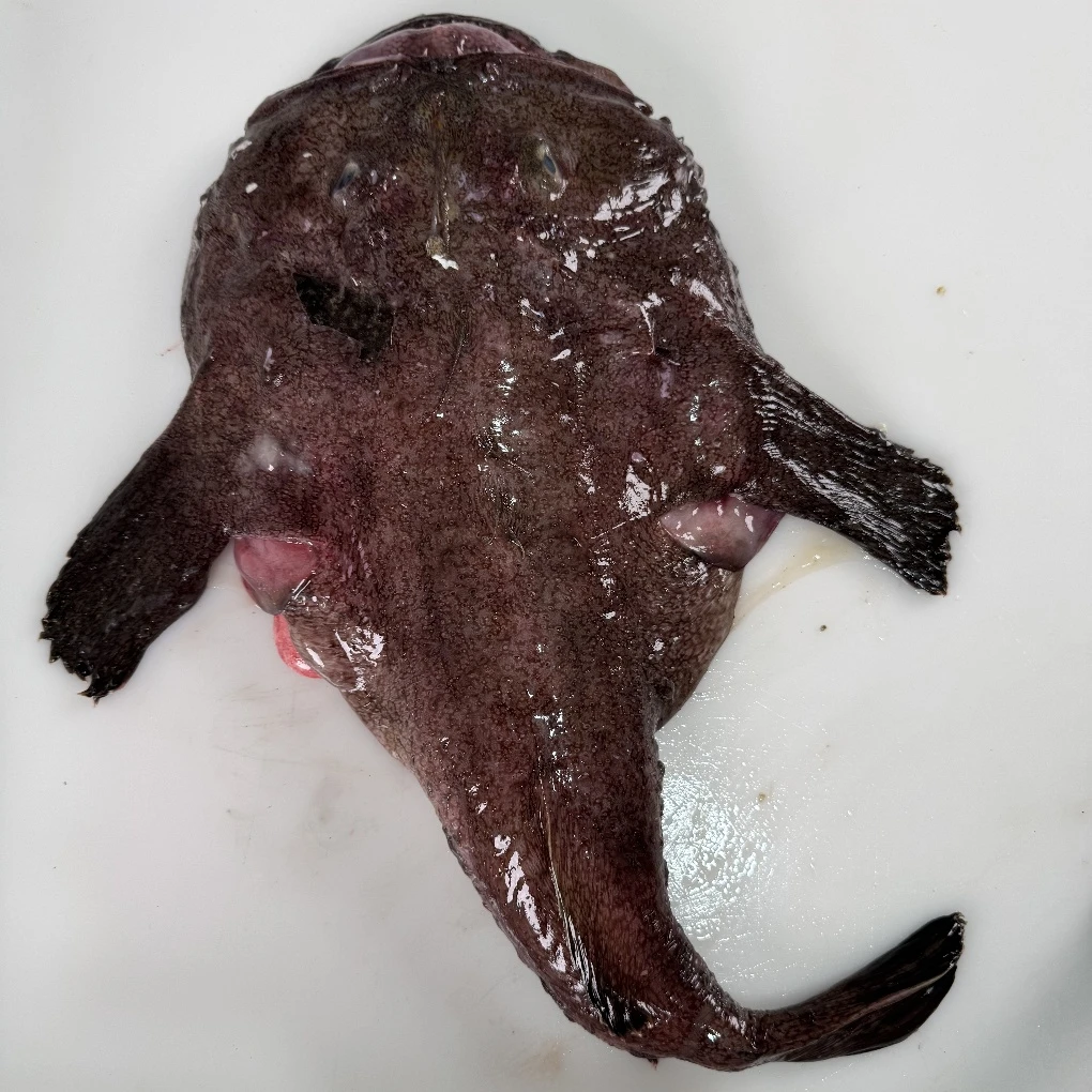 大连安康鱼冷冻发货中通包邮