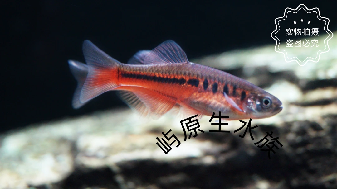 半线丹鱼稀有原生鱼冷水淡水观赏鱼工具耐活冷水鱼小鱼好养活鱼
