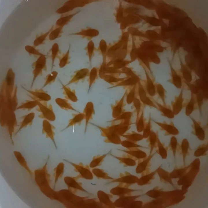 【入缸不售后】24k纯正宗黄金胡子鱼 清缸除藻工具鱼 异形鱼