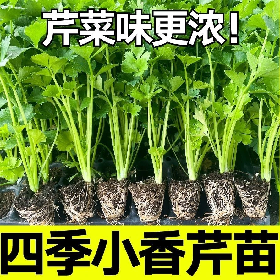 四季小香芹秧苗大肉芹菜苗细芹菜四季可播耐热耐寒芹菜蔬菜苗带土