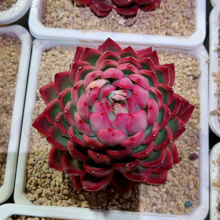 精品多肉植物老桩