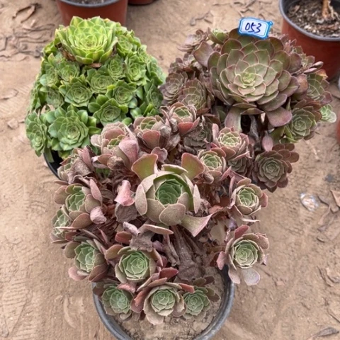 053多肉植物组合，