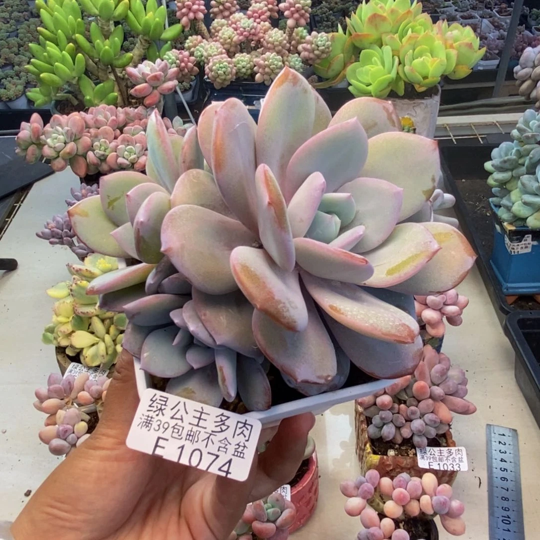 074丸叶奶茶多肉10c m