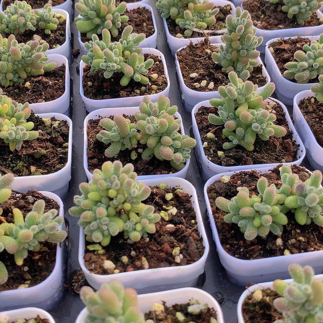 冰晶234566778889999999