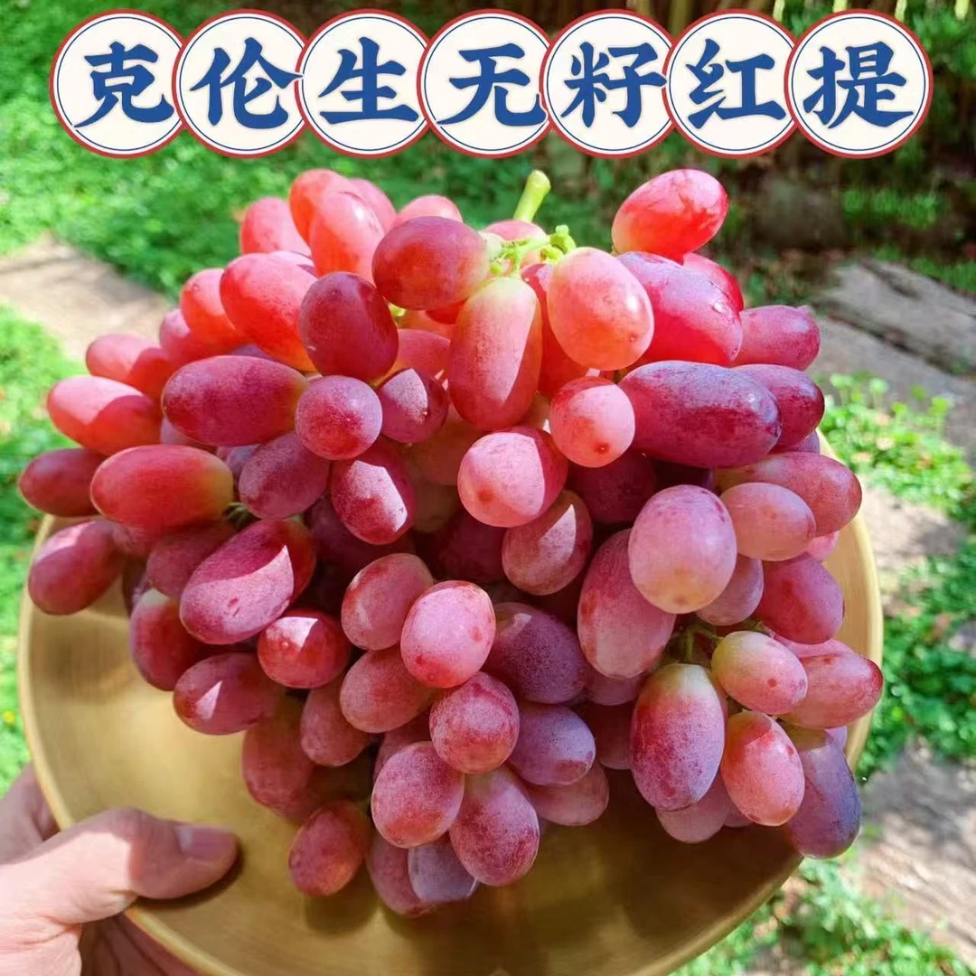 克伦生无籽红提葡萄现摘新鲜多汁无核无籽超甜脆当季孕妇儿童水果