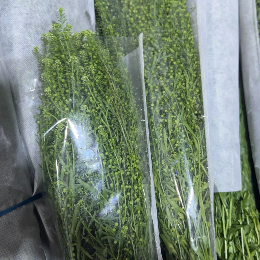 绿灵草3扎包邮秒杀价