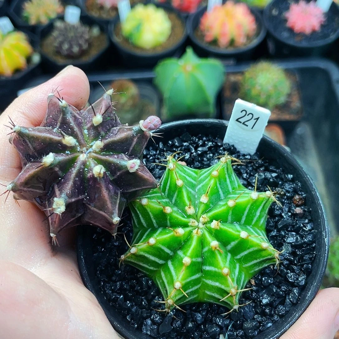 非偏远地区满25包邮仙人球裸根