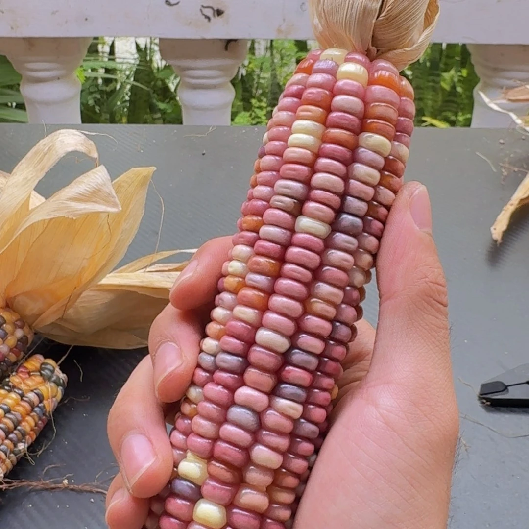 .***.柏香籽/百香籽吊坠