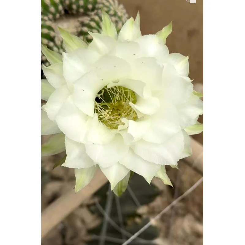 自根cc149彩草，尺寸以直播间为准，环境不同开花不同，介意勿拍