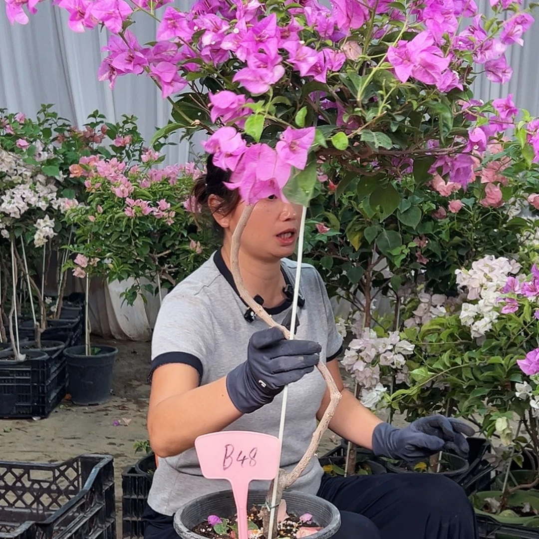 惟***一大部分花苞少量开放B48雪紫