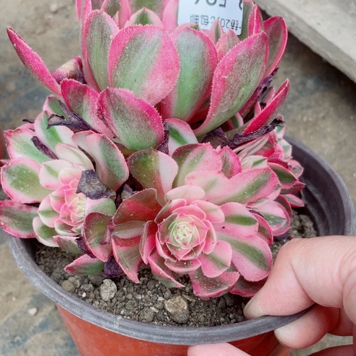 594倾城多肉，1234578