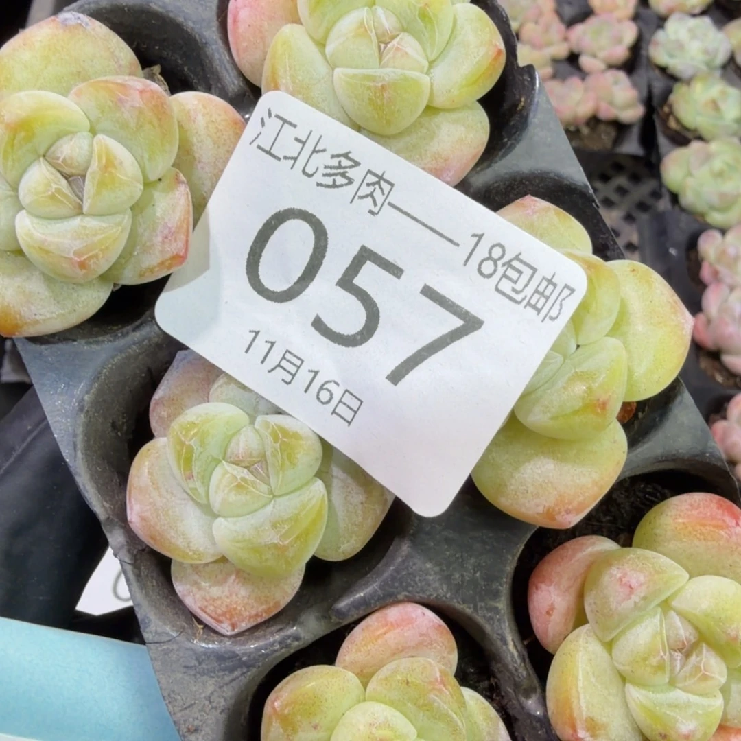 57 号到手1框，江北多肉