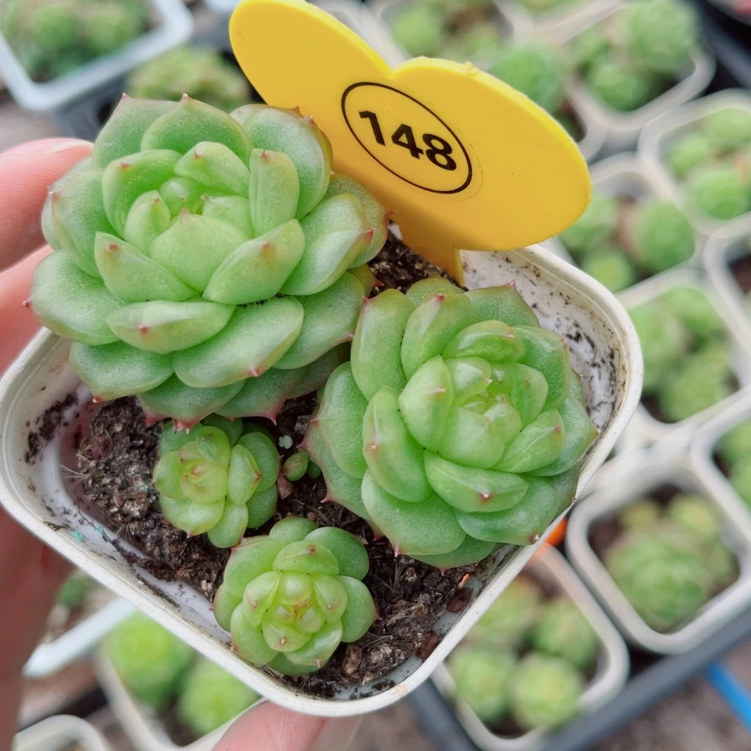148号小老桩灯泡珍妮群
