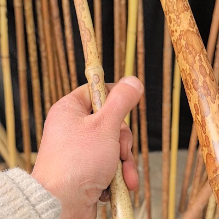 竹竹子是草不是树