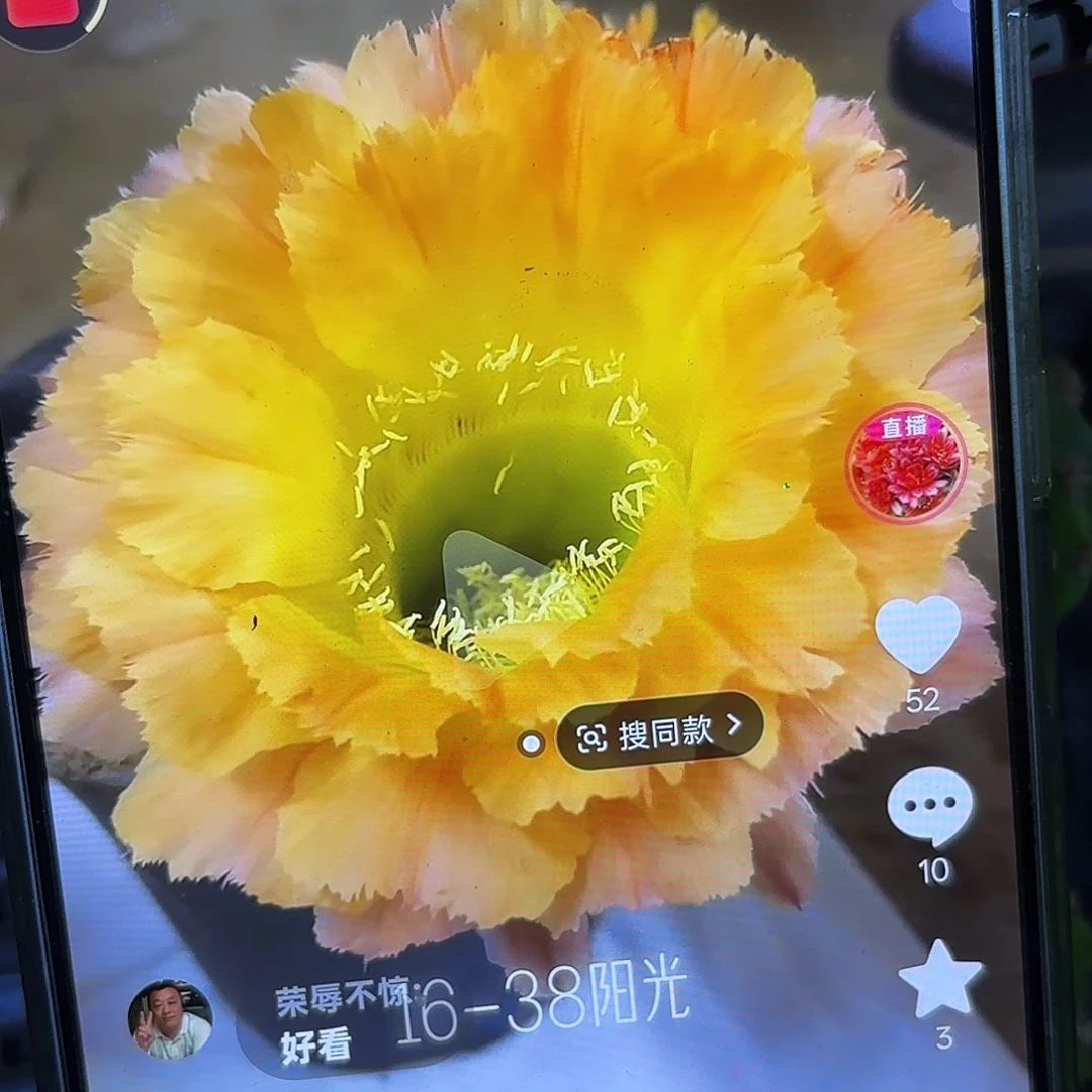 16-38彩侧牙20包邮40