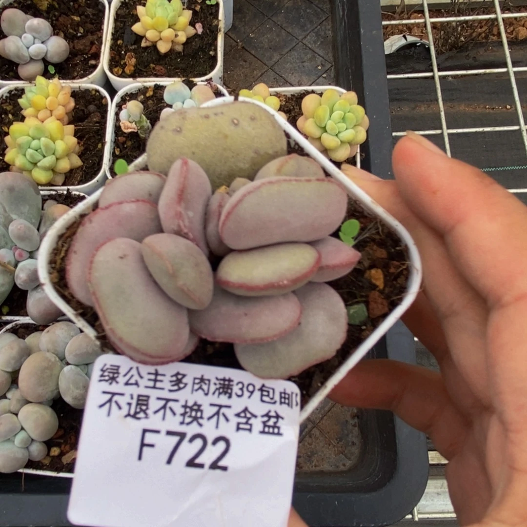 722小红蛋多肉4cm