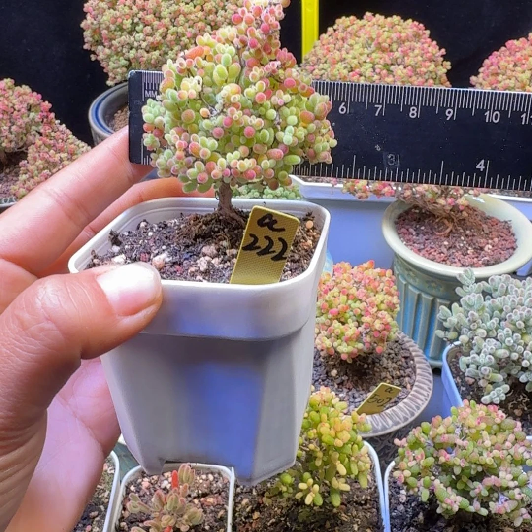 a222号蜜橘冠服5.5厘米左右圣诞帽