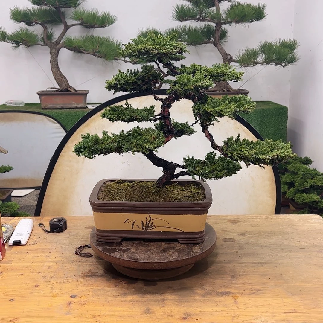 盆景盆景盆景盆景