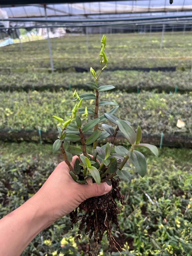 雁荡山铁皮石斛一年半红杆苗 可食用 可观赏/发4丛