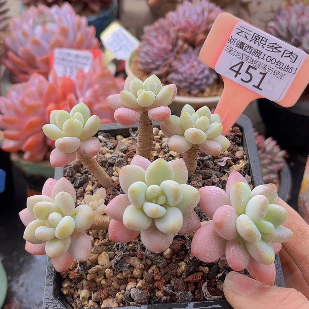 451洛神多肉植物