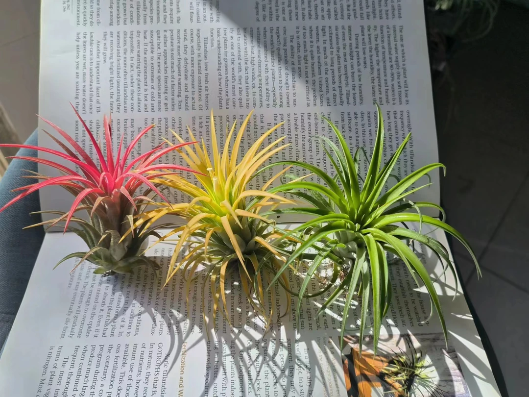 空气凤梨 单独植物 净化空气新手养护春秋开花绿植