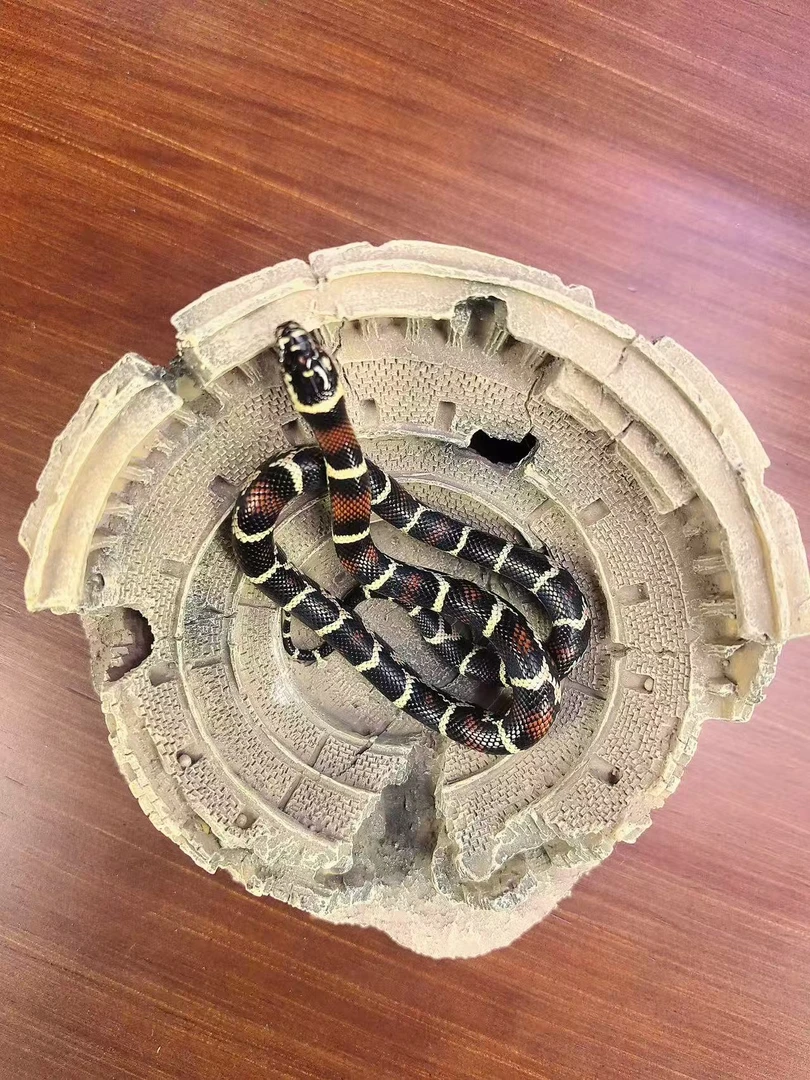 精品奶蛇（帕普拉）不含摆件