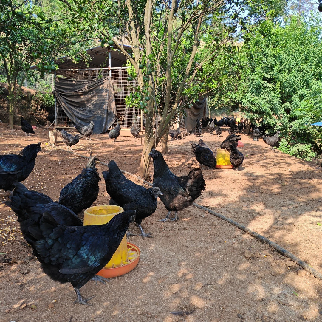 【珍晒】 农家特产代收山货乌金鸡（公鸡）