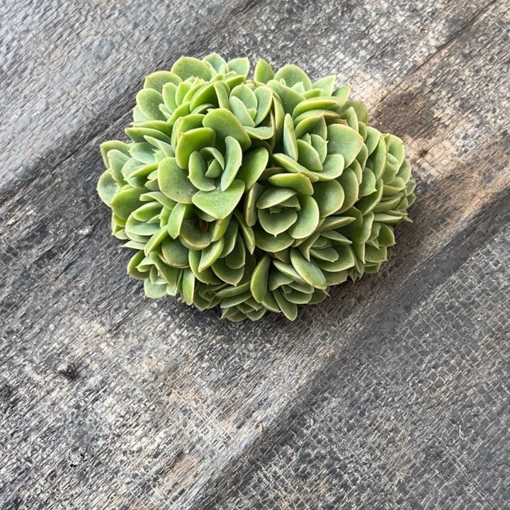 周***习星纳塔朵朵缀多头