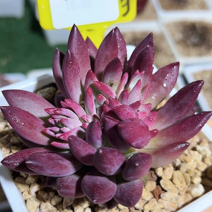 14.121虞美人一个