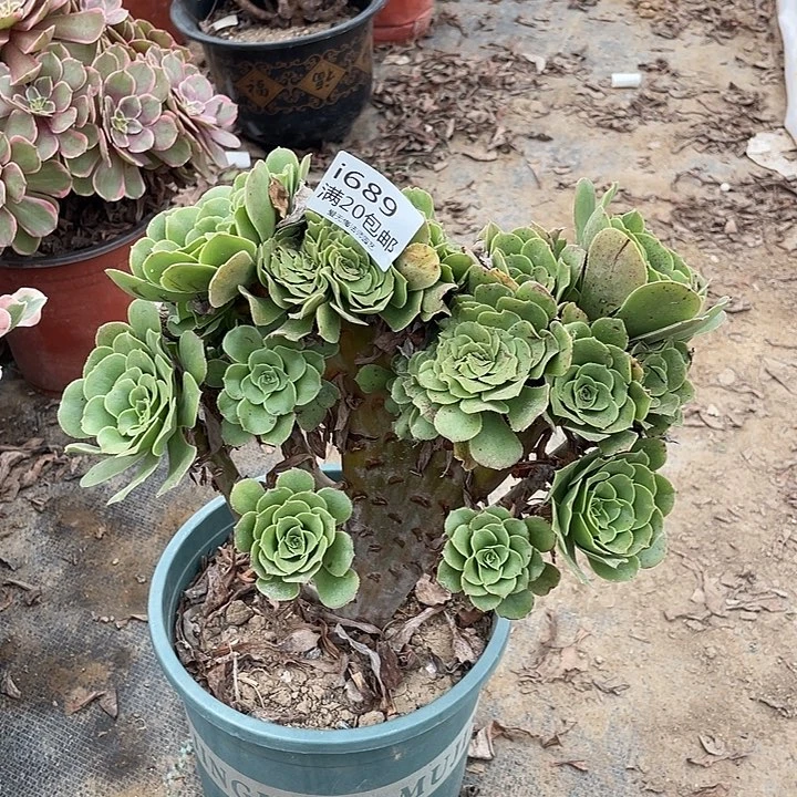 689绿羊绒缀化多肉法师