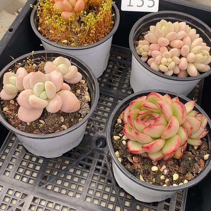 155 多肉植物盆栽花卉植物