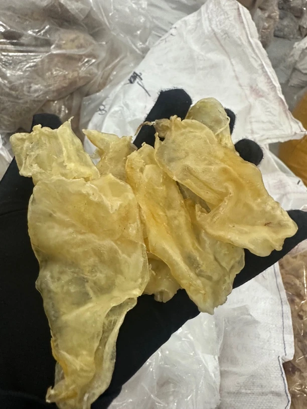 100多头北海花鳘胶500克（福利）