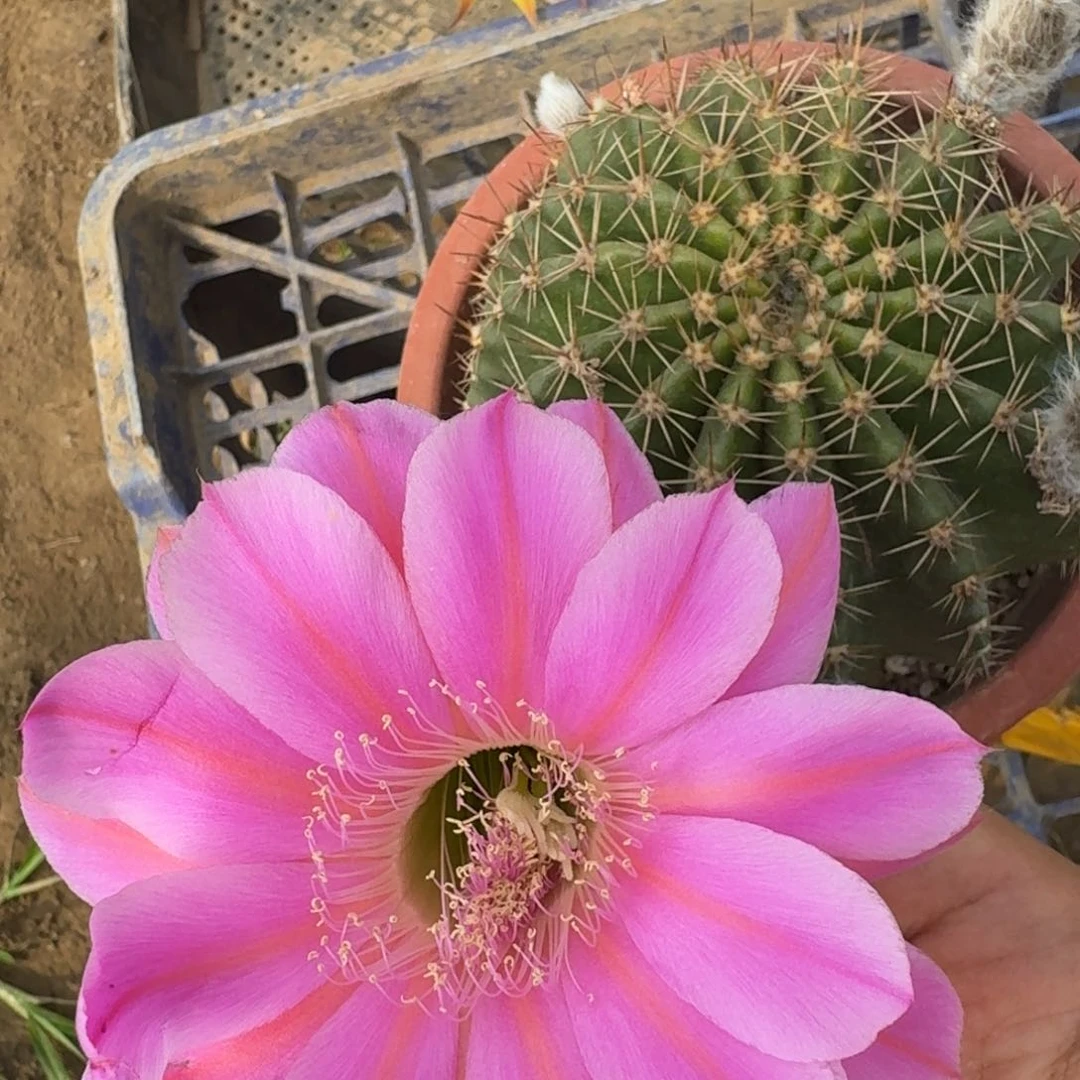 406彩草根脱盆脱土掰花发货，20包邮