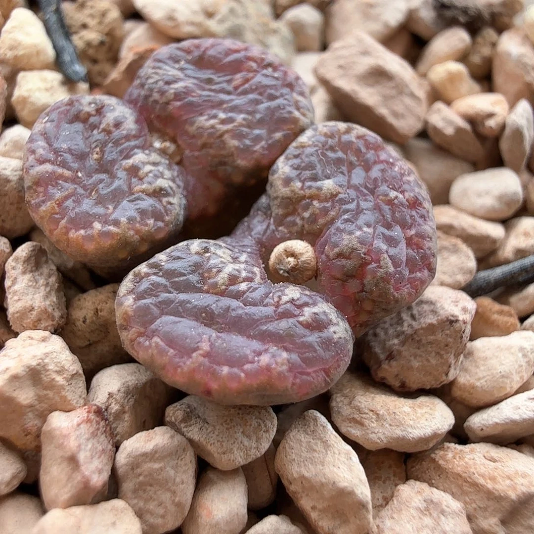 2.2.64/黑蝴蝶/多肉植物