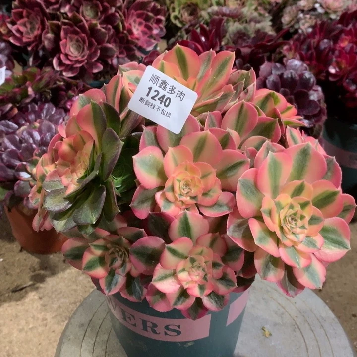 1240粉女巫多肉植物