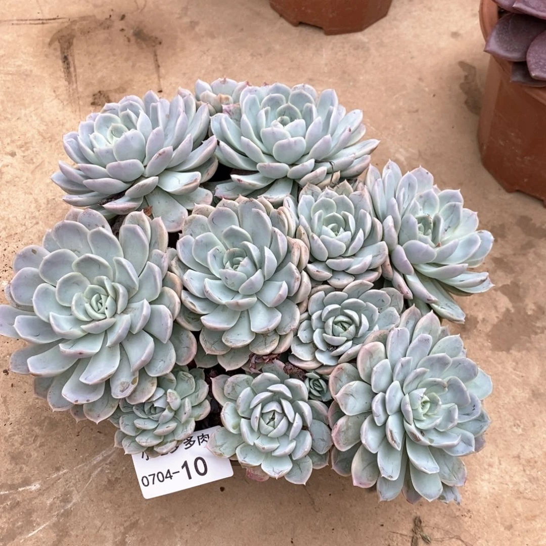 小七夕多肉雪球10