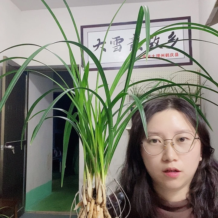 大部分花苞少量开放