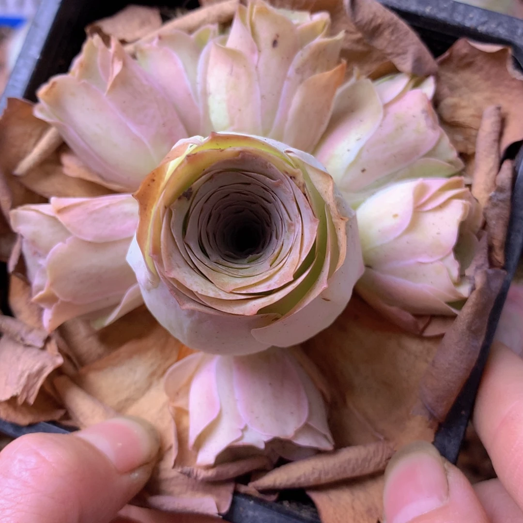 一物一拍星辰福利517