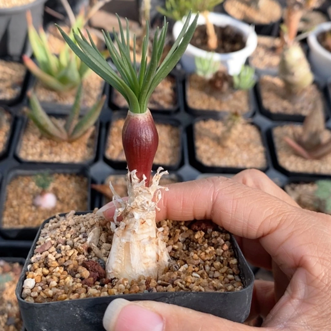 【闪购商品】GN 弹簧草