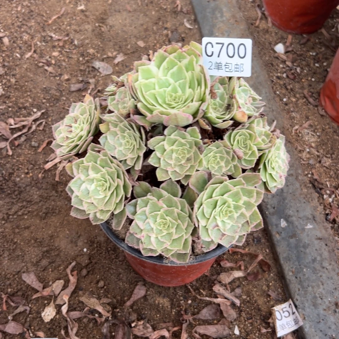 700多肉  水蜜桃 不包断头