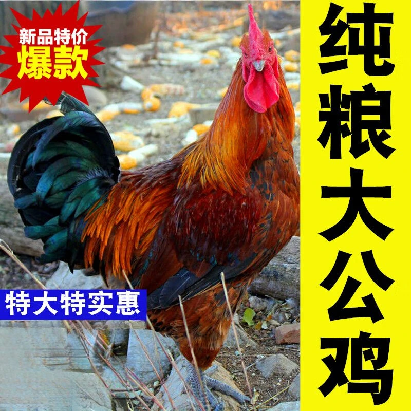大公鸡农家散养现杀现发杂粮土鸡走地鸡三黄鸡整鸡新鲜鸡肉