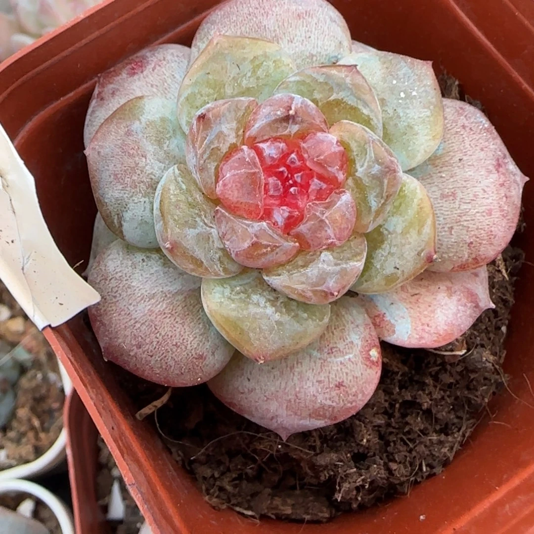 小卡拉米糖心一物一拍