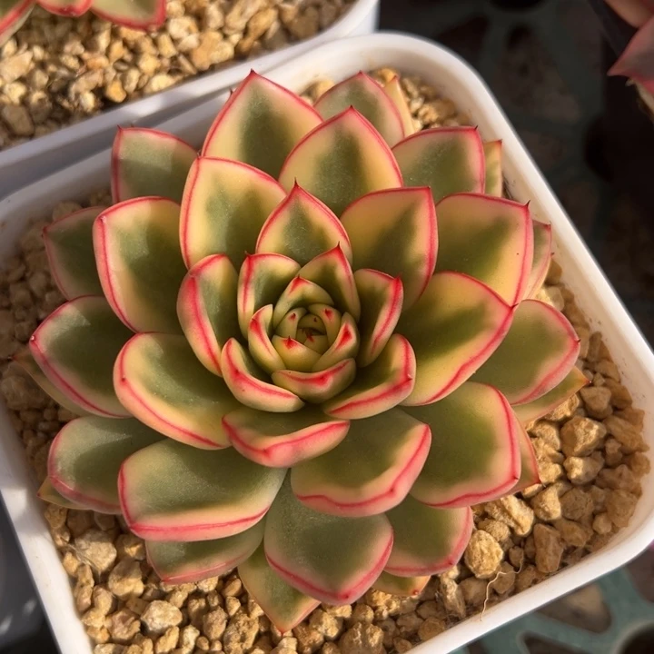 雪花和牛锦一物一拍锦龙