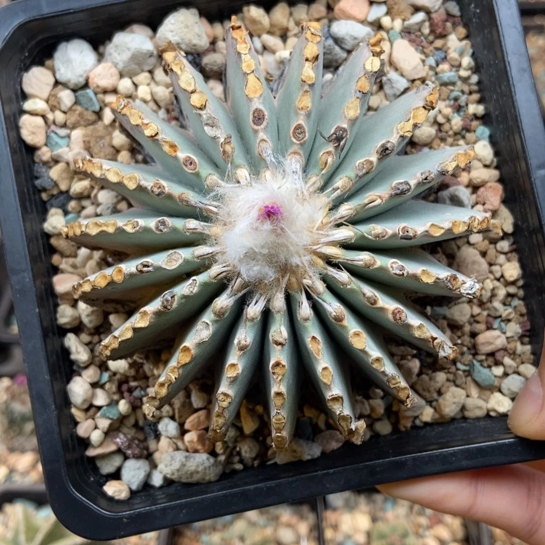 白***胖1111111111111111