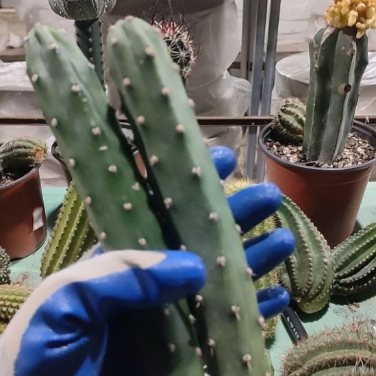 仙人球新袖普侧芽18公分左右