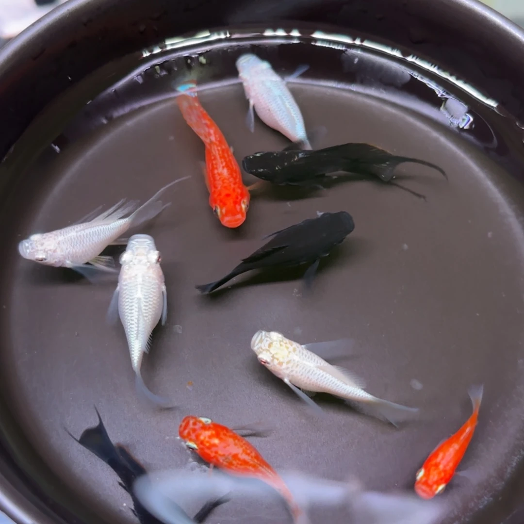 孔雀鱼玛丽球8+2