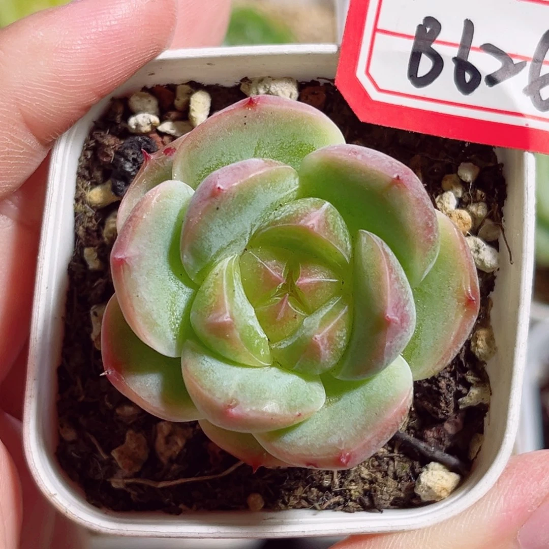B626 一物一拍 无名珍妮